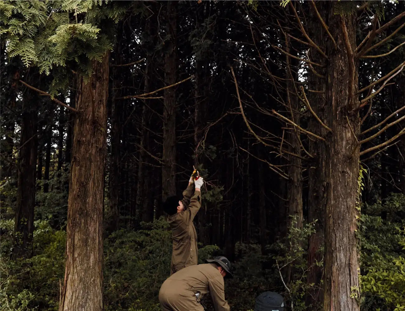 Hinok steam distillation process for Jeju hinoki cypress extract