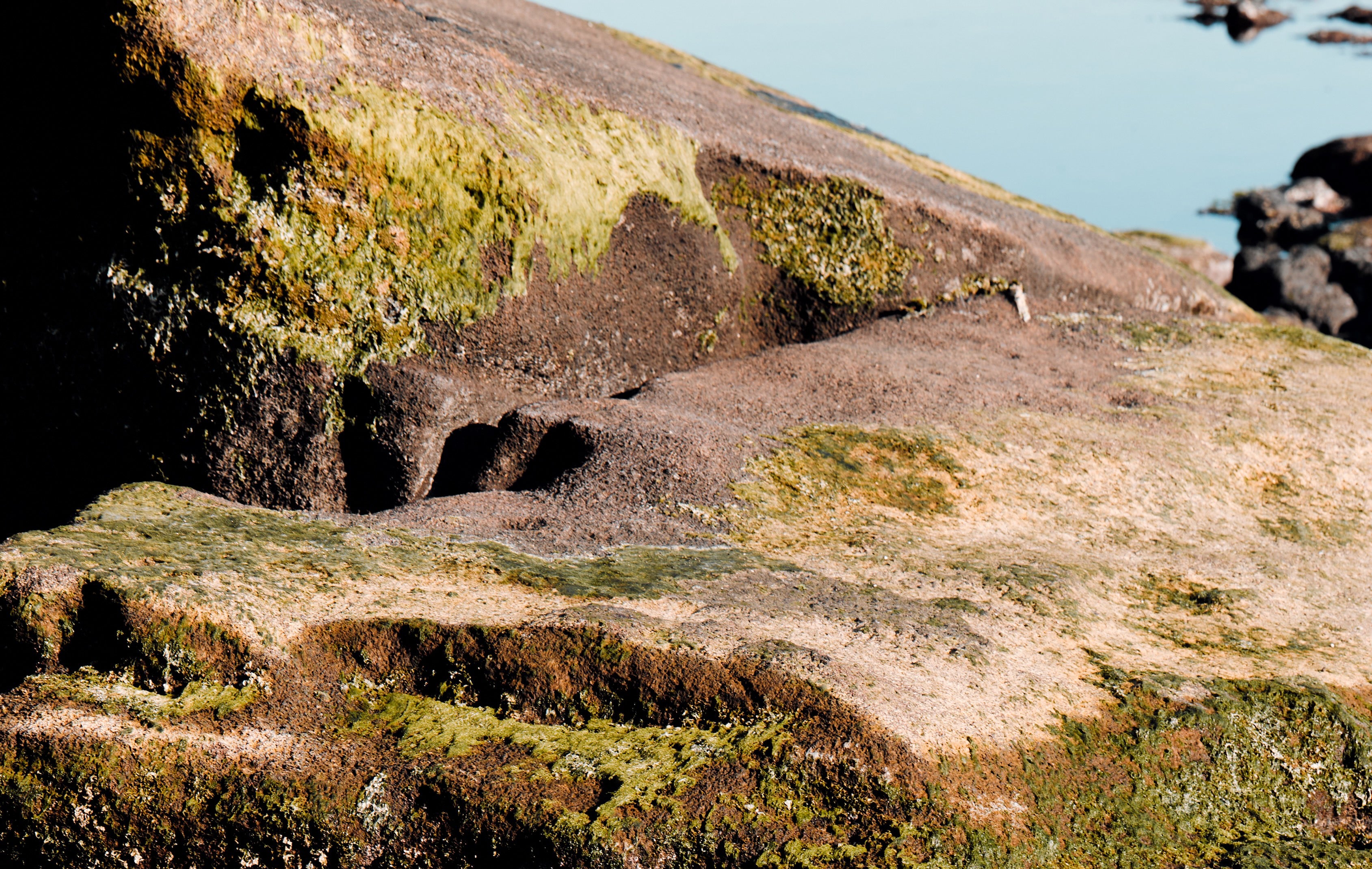 Jeju hinoki cypress forest where Hinok sources its upcycled ingredients