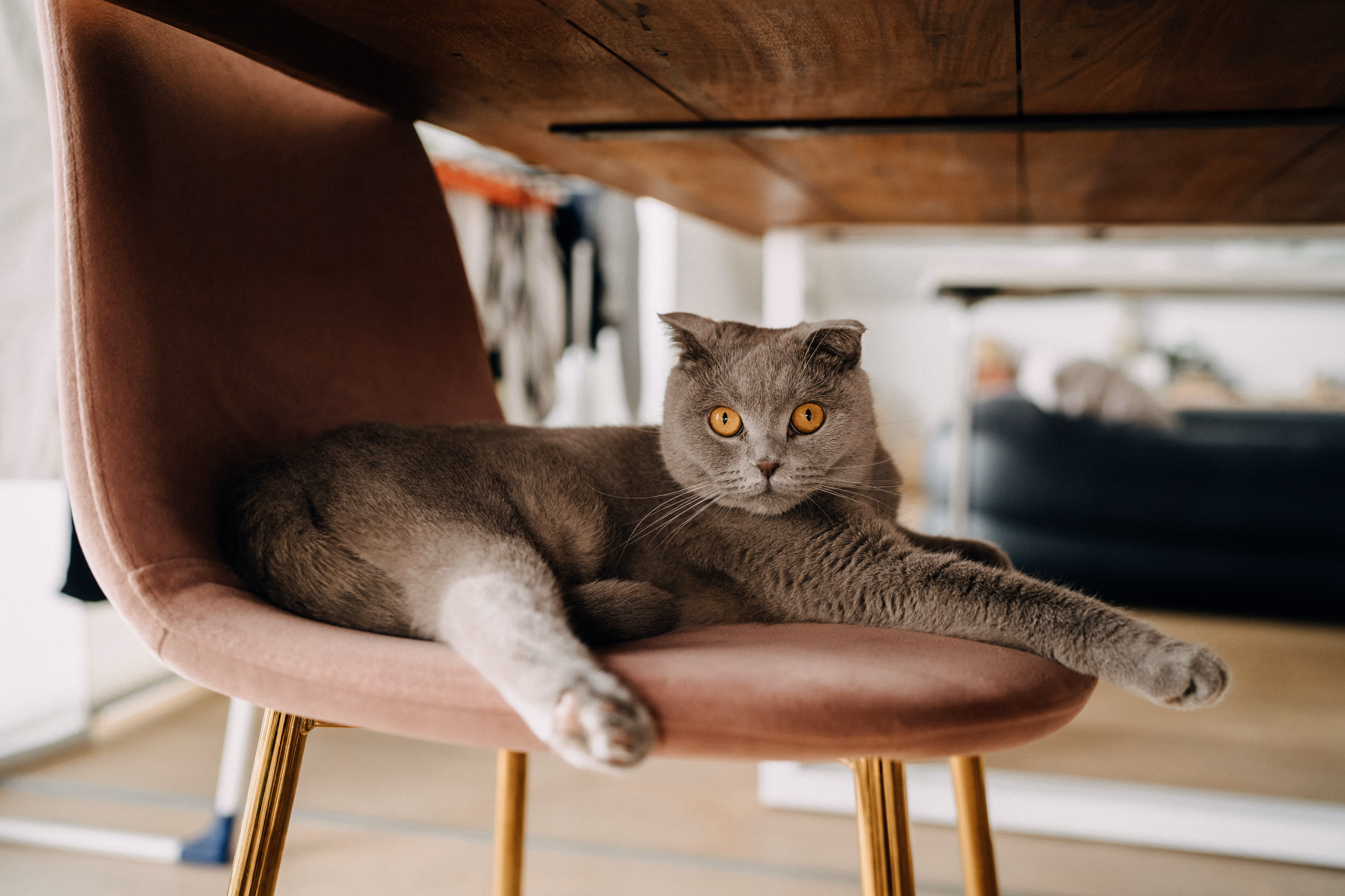 Soulful Media FAQ: Foto einer Katze die mit großen Augen in die Kamera schaut