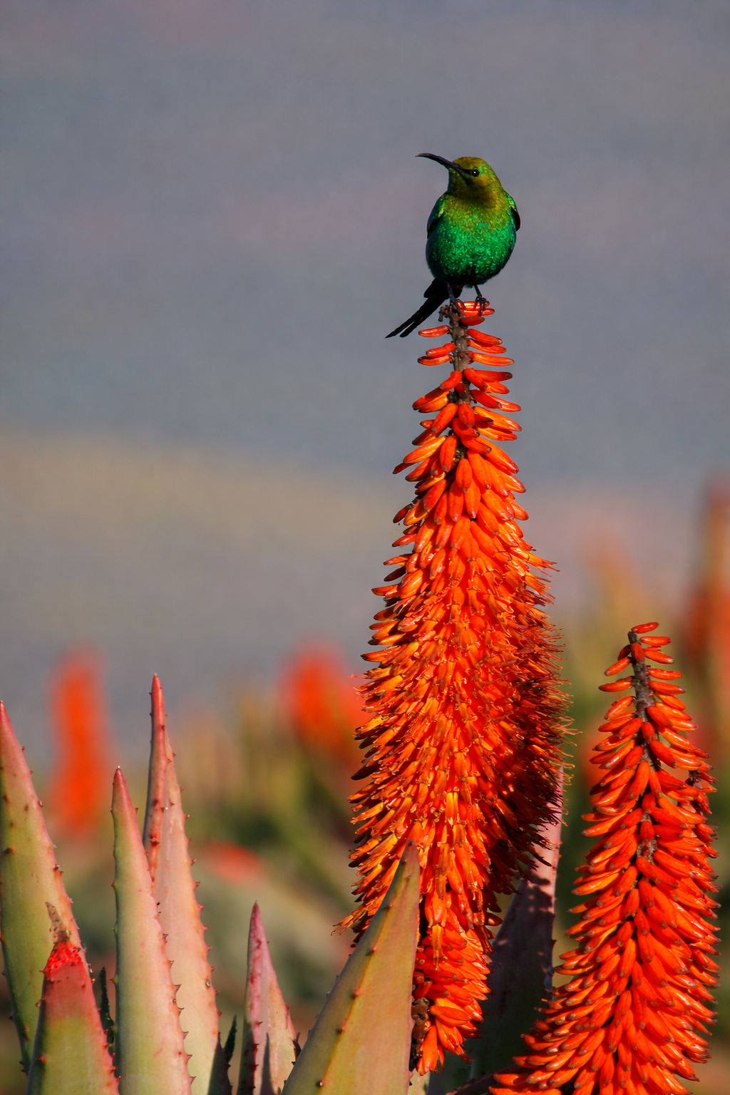 Big 5 Game reserves have giraffe