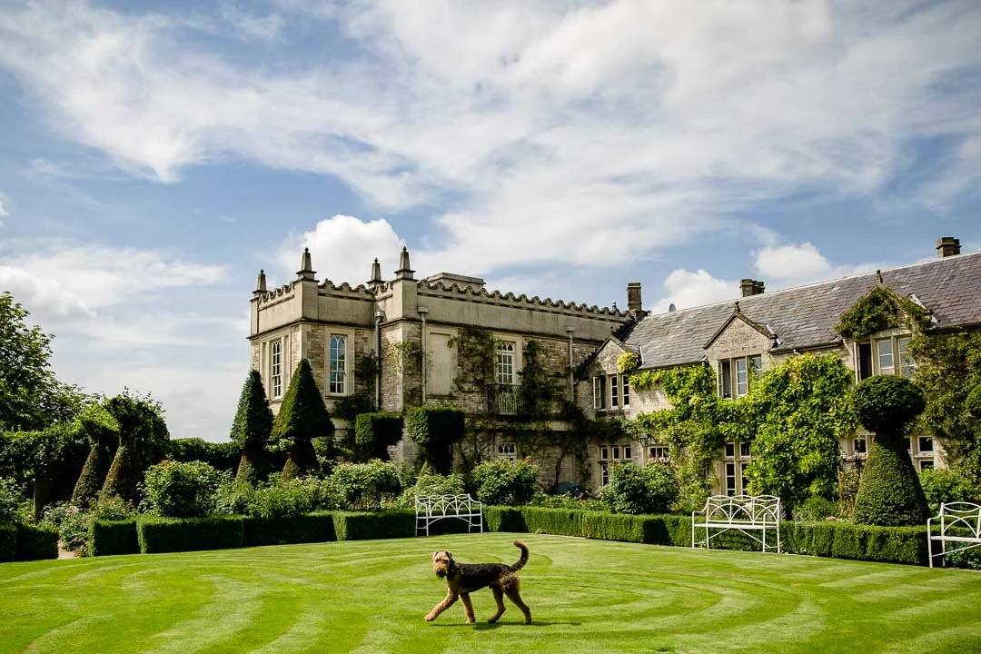 A dog walking on a neatly mowed lawn in front of a large historic stone mansion covered with ivy under a blue sky.