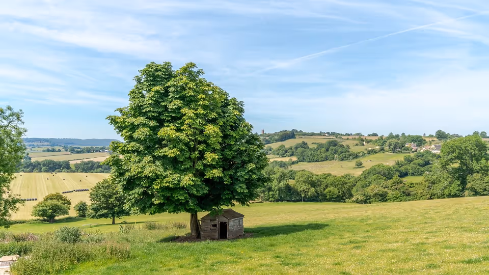 Large leafy tree standing alone in a green grassy field with a small wooden shed underneath and rolling hills in the background.