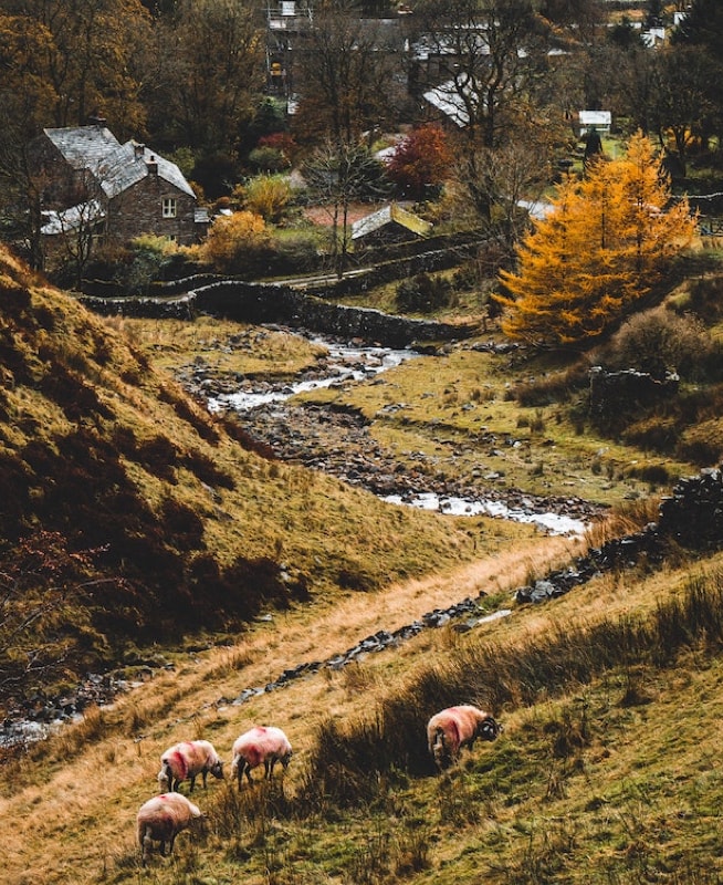 Rural hillside landscape with sheep grazing on grassy slopes, a winding stream below, and stone cottages surrounded by autumn-colored trees.