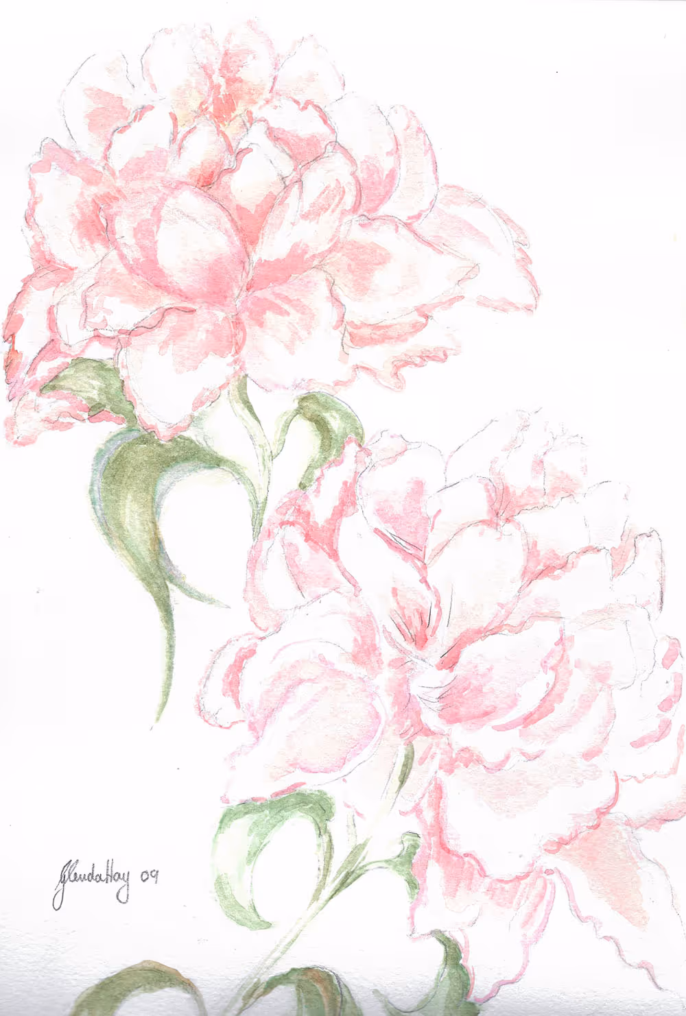 Watercolor painting of two pale pink peony flowers with green leaves.