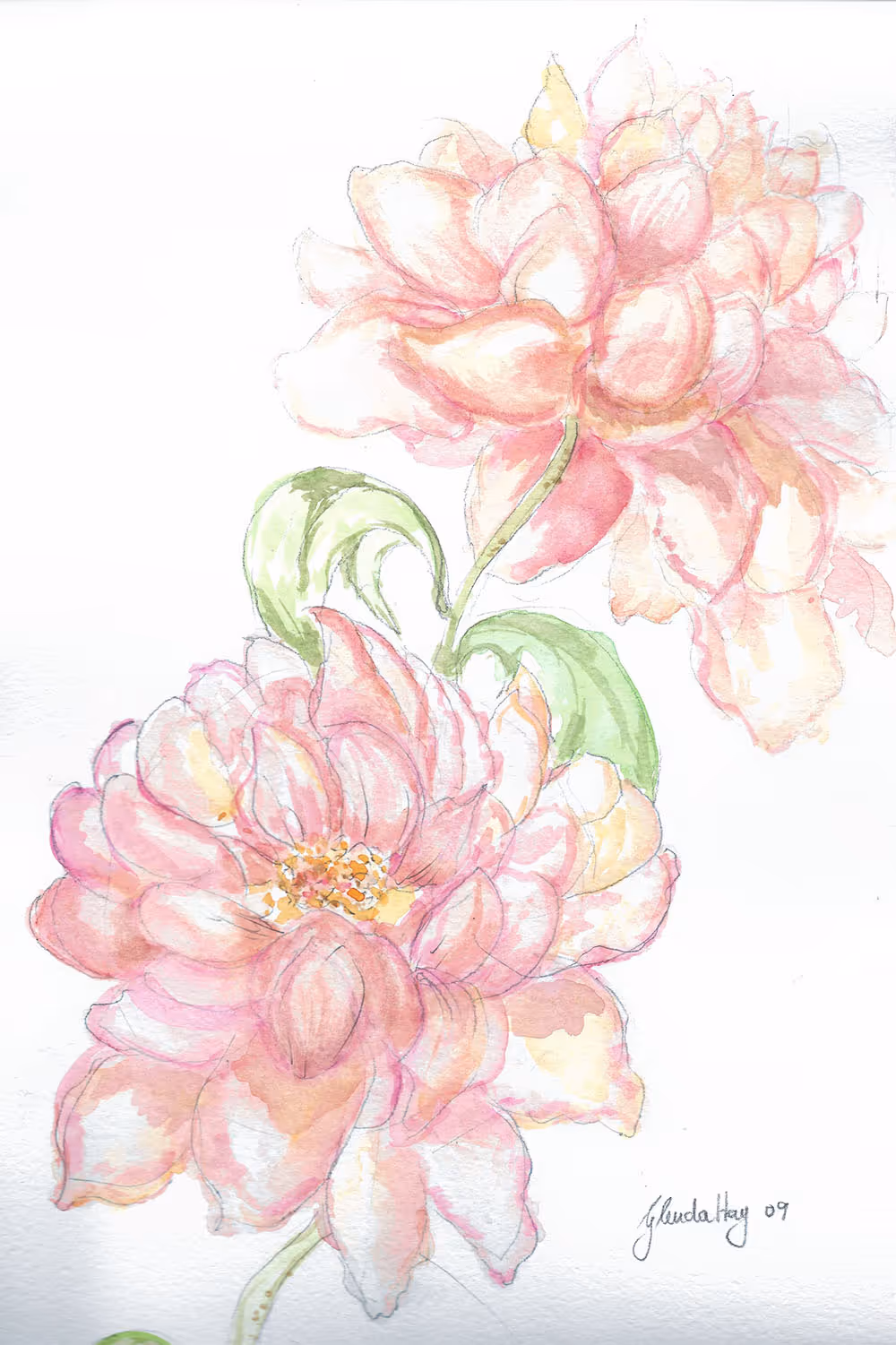 Watercolor painting of two large pink flowers with green leaves on a white background.