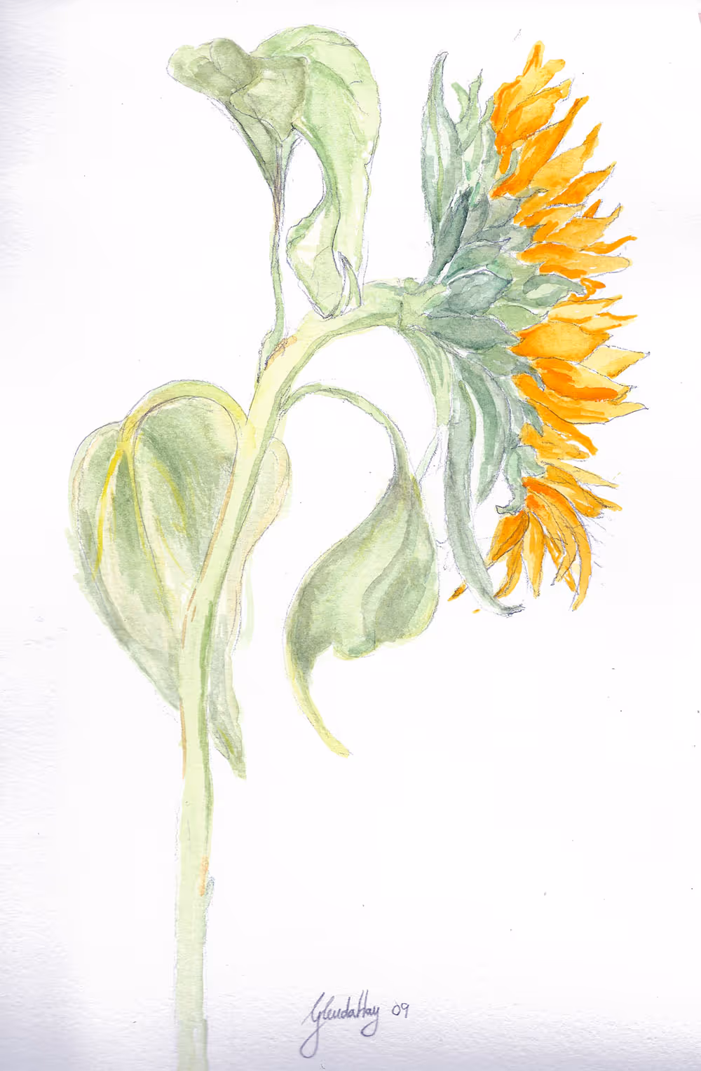 Watercolor painting of a sunflower with green leaves and orange-yellow petals bending downward.