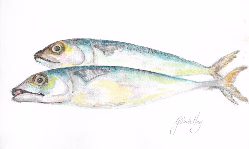 Watercolor painting of two fish with blue-green and yellow coloring lying side by side on a white background.