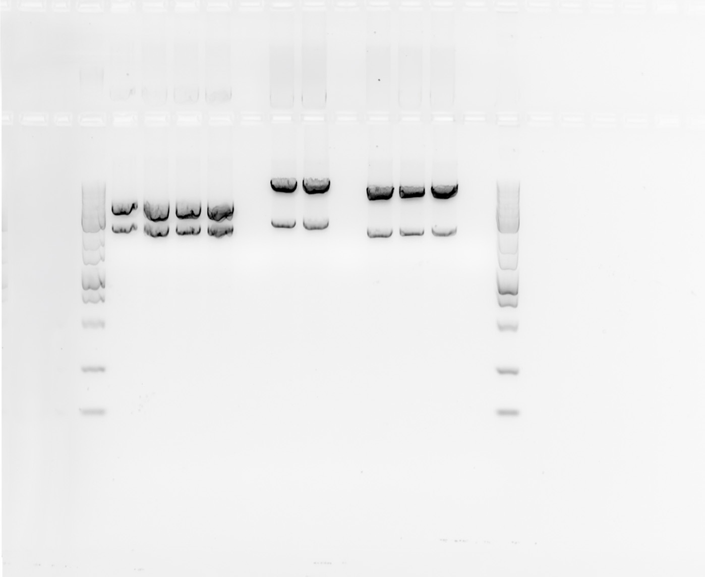 8 Key Parameters That Affect Western Blot Imaging Sensitivity