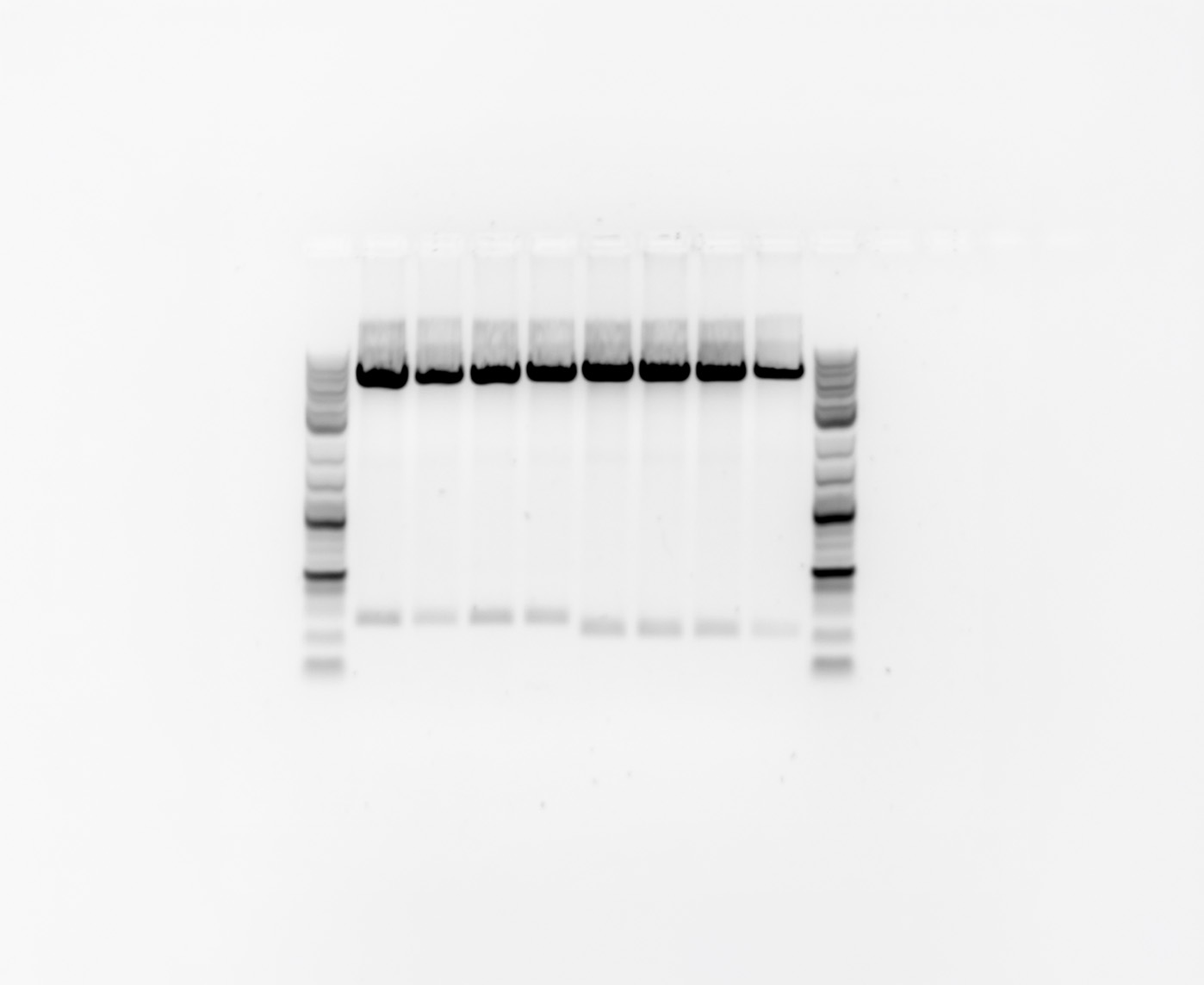 6 Tips to Improve Signal-to-Noise Ratio in Chemiluminescent Western Blot Imaging