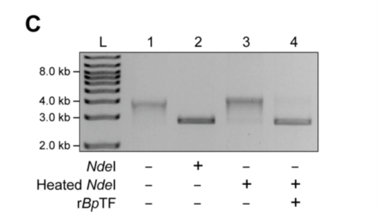 Trigger Factor: A Hidden Weakness in a Deadly Bacterium