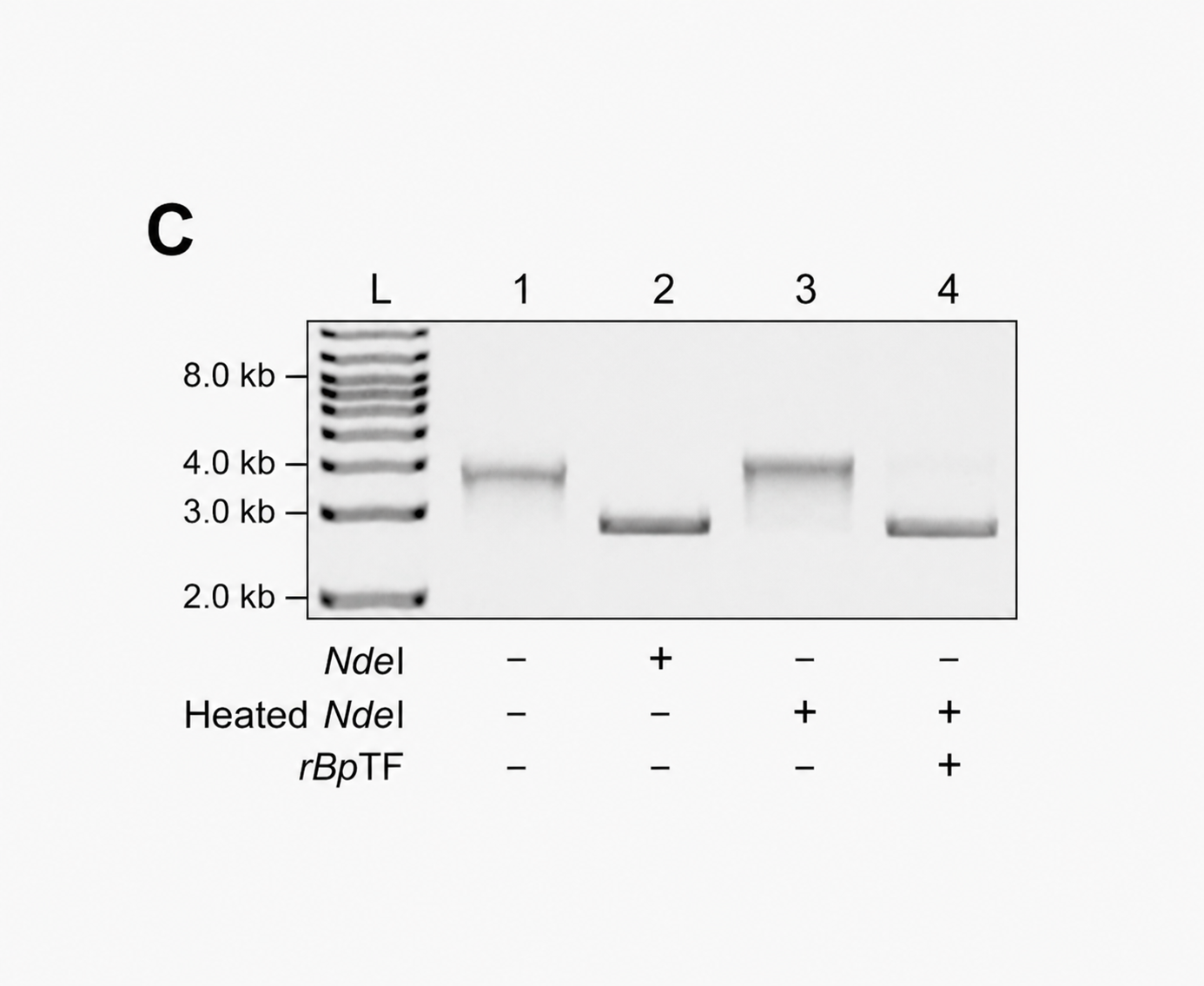 Trigger Factor: A Hidden Weakness in a Deadly Bacterium