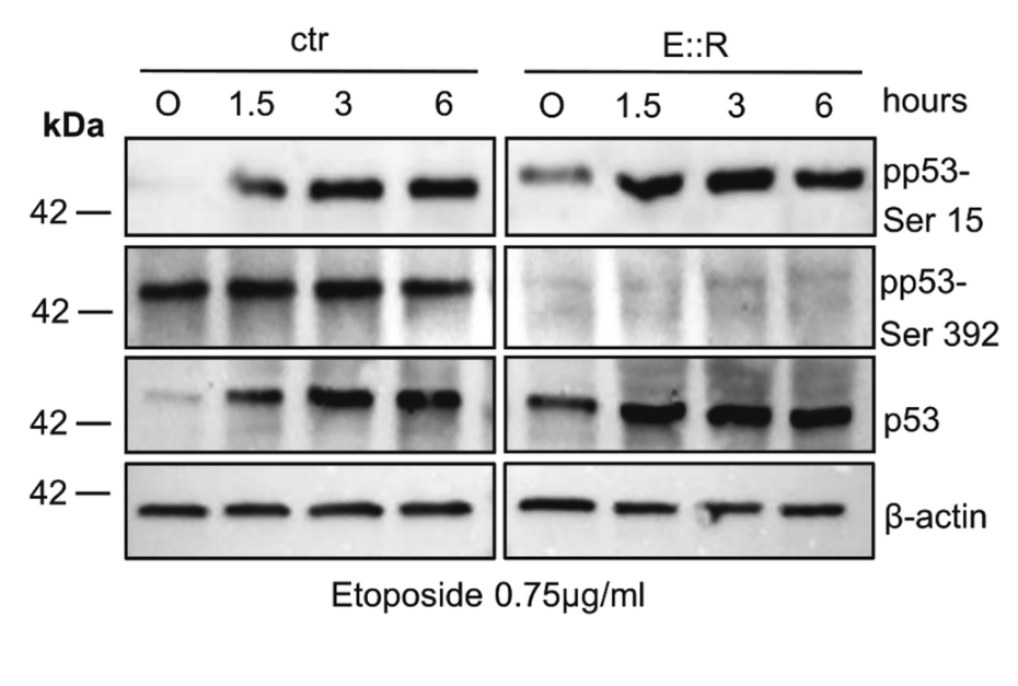Targeting the Hidden Survival Mechanism of Pre-Leukemic Cells
