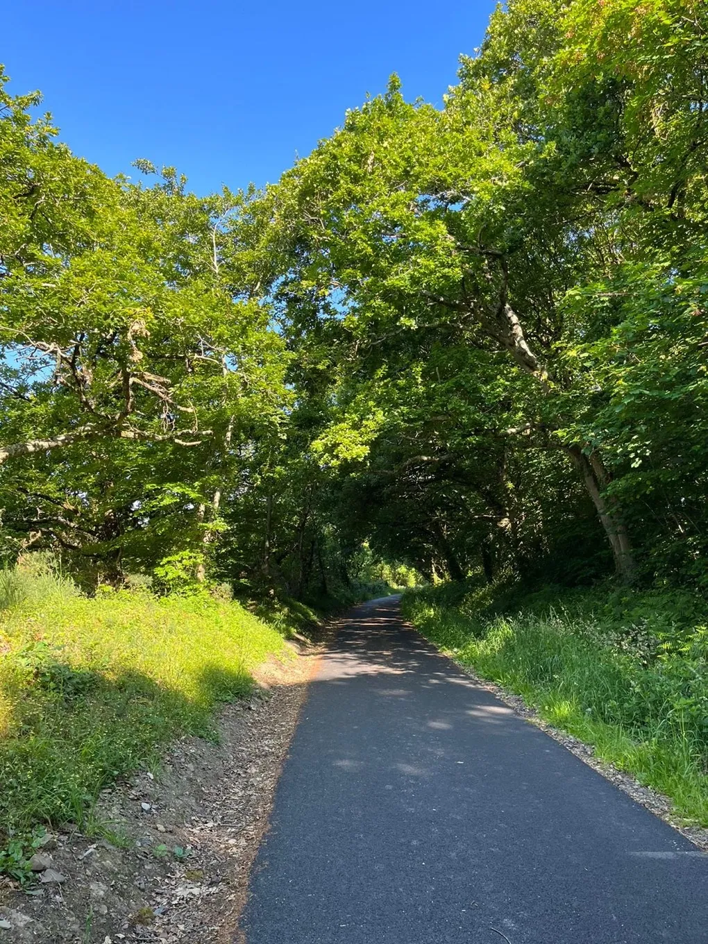 Asphalt road surrounded by lush green trees and vegetation under a clear blue sky.