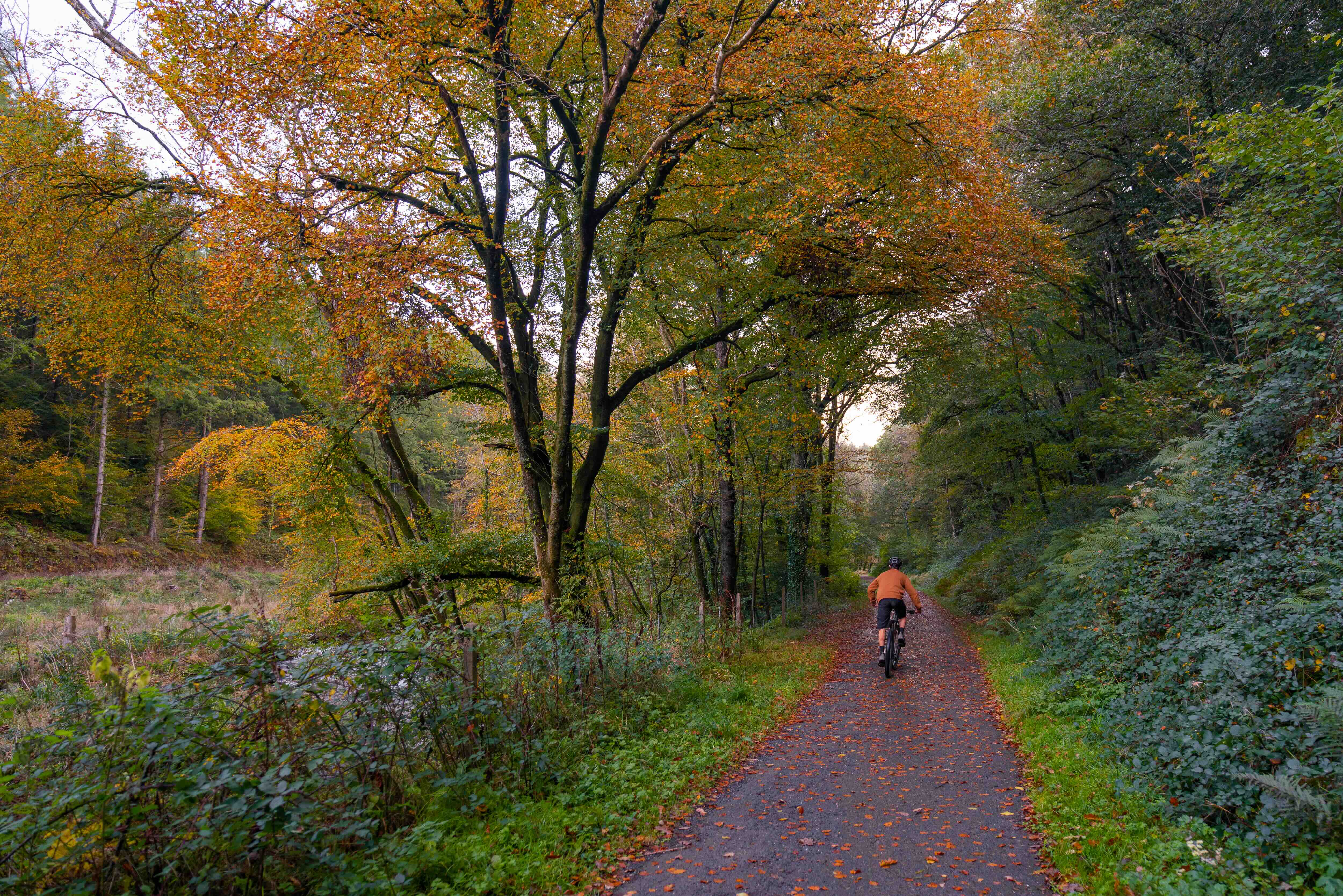 Person cycling on a tree-lined path covered with autumn leaves during daylight.