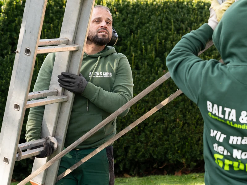 Zwei Männer in grünen Balta & Sohn Hoodies tragen gemeinsam eine Leiter im Garten vor einem Heckenhintergrund.