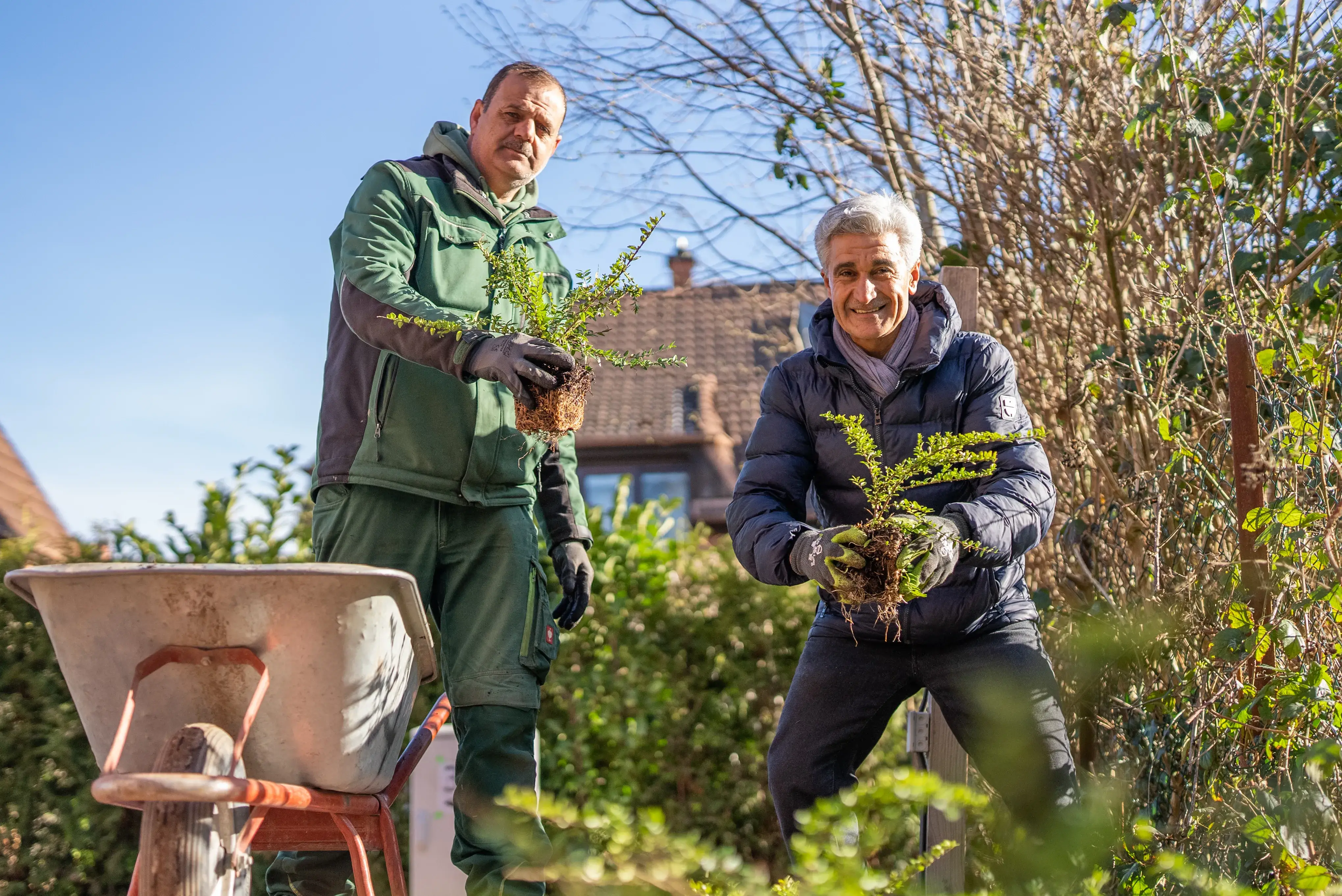 Zwei Männer im Garten pflanzen kleine Sträucher, einer steht neben einer Schubkarre, der andere hockt.