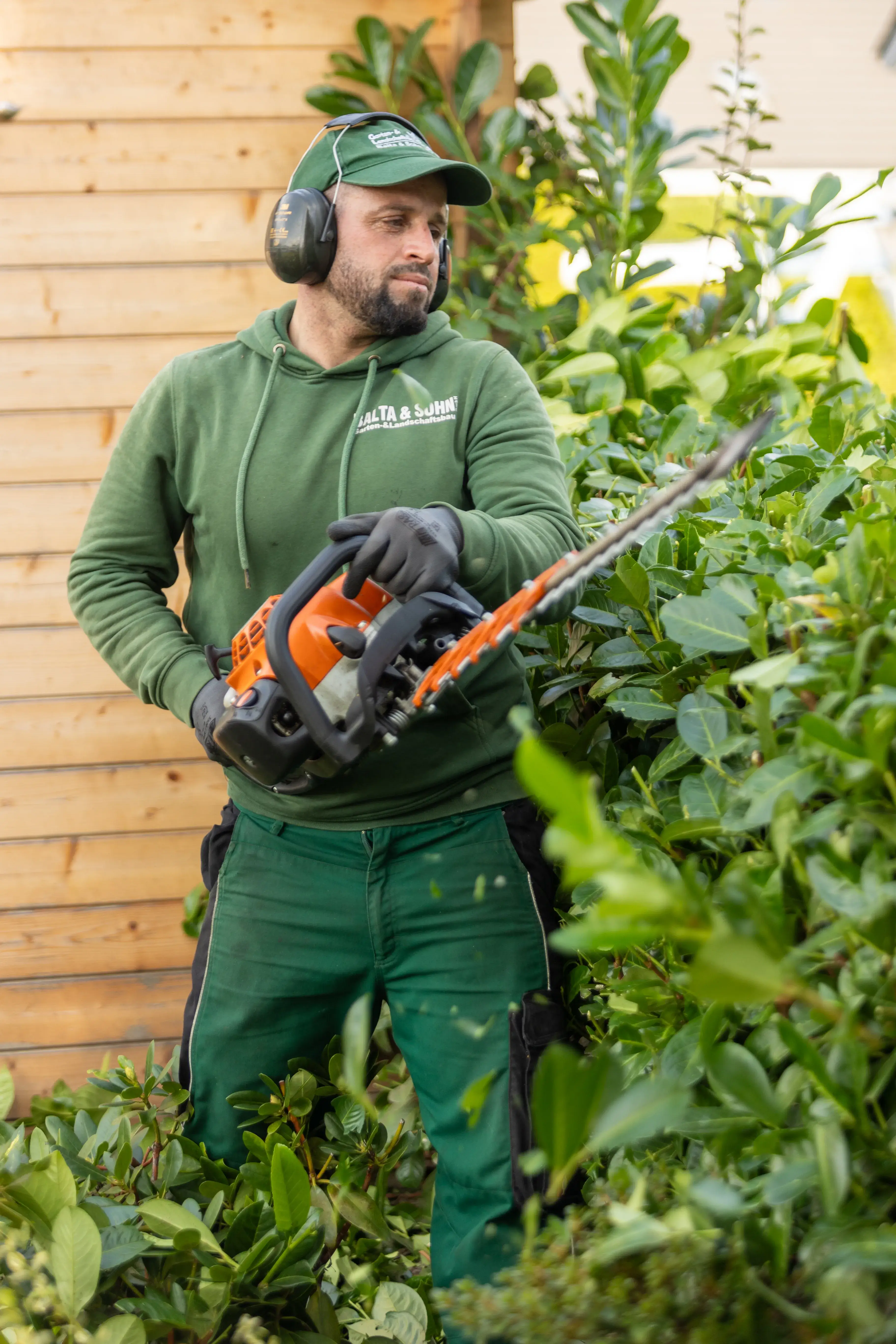 Gärtner trägt grüne Arbeitskleidung und Schnittschutzkopfhörer, schneidet mit Motorsense eine dichte Hecke.
