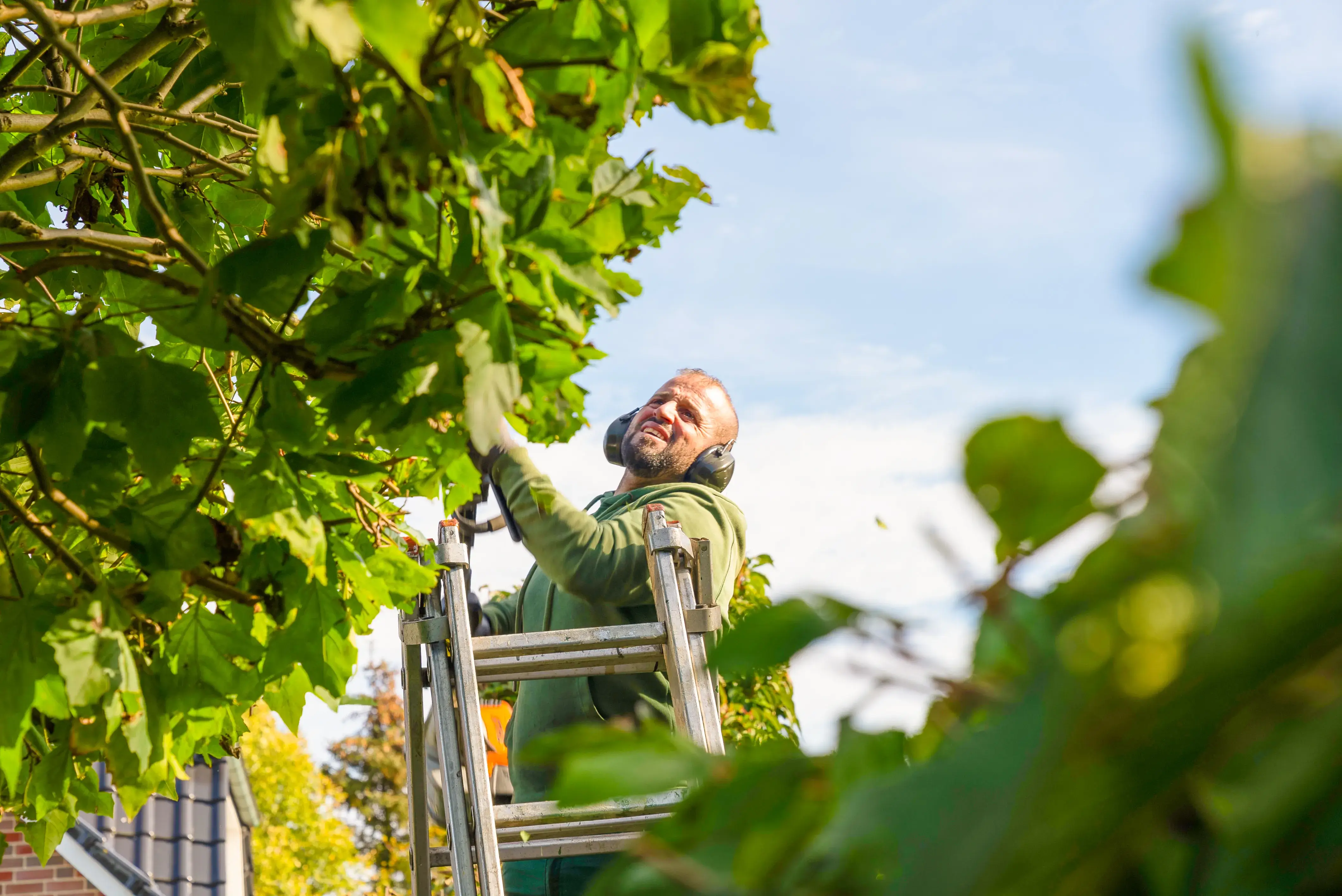 Mann auf einer Leiter, der mit Gehörschutz Zweige eines Baums beschneidet.