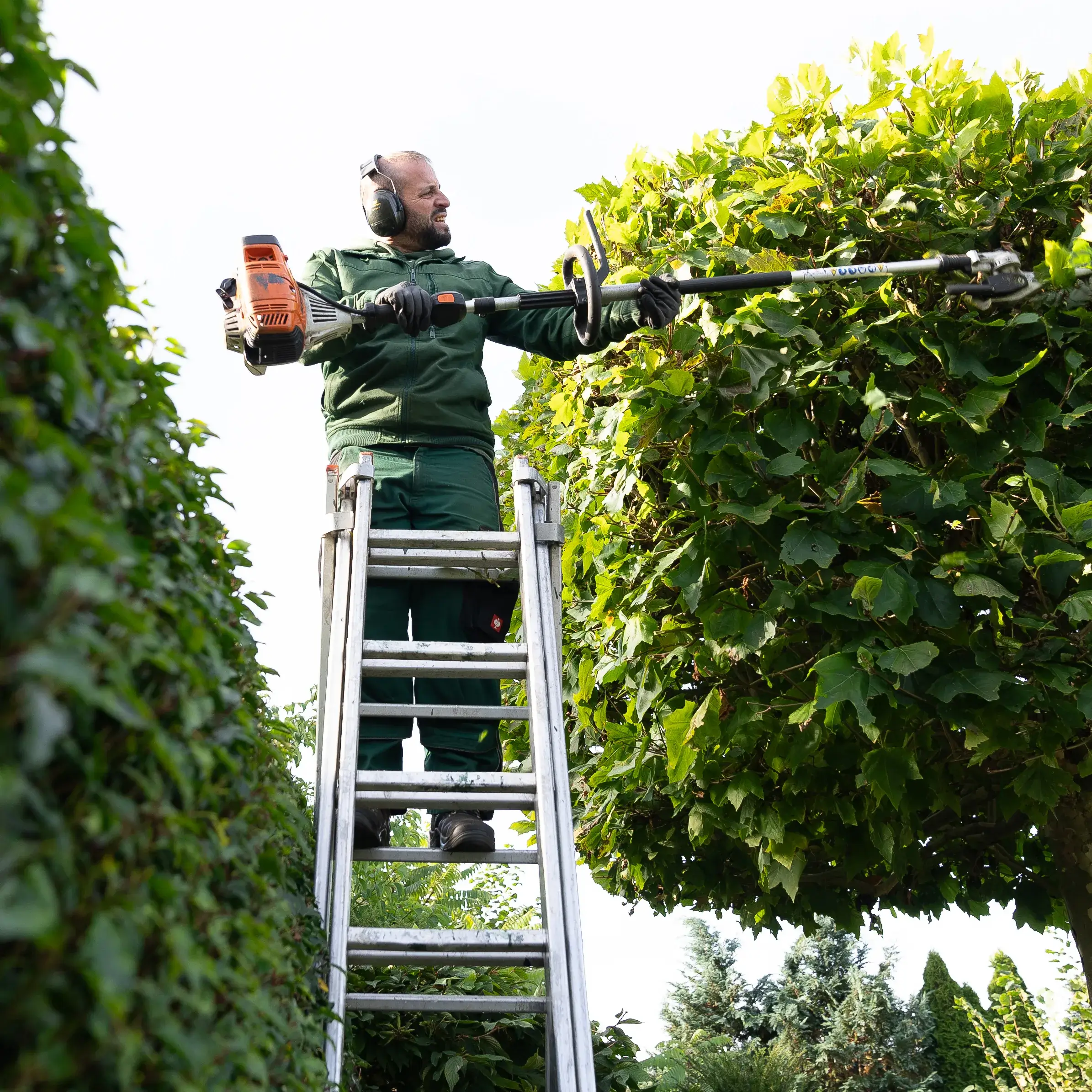 Gärtner auf einer Leiter schneidet mit lauter Heckenschere eine große grüne Hecke.