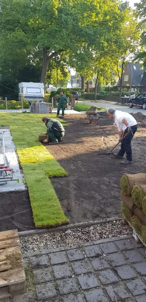 Drei Arbeiter verlegen frischen Rollrasen auf einem innerstädtischen Grundstück mit Bäumen und Wohnhäusern im Hintergrund.