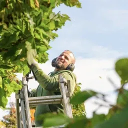 Mann mit Kopfhörern steht auf einer Leiter und schneidet Weinblätter an einer Rebe im Freien.