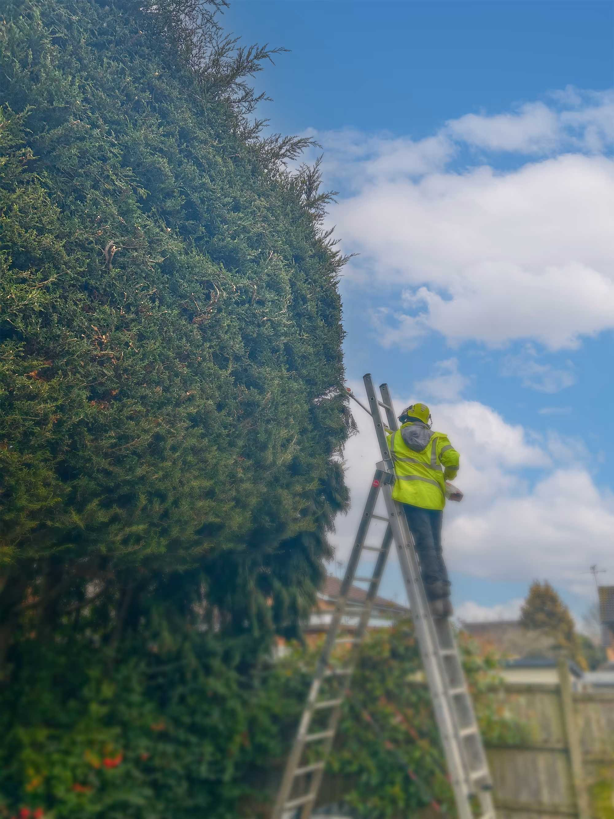 Hedge Maintenance Services by Rogers and Cork Tree Care