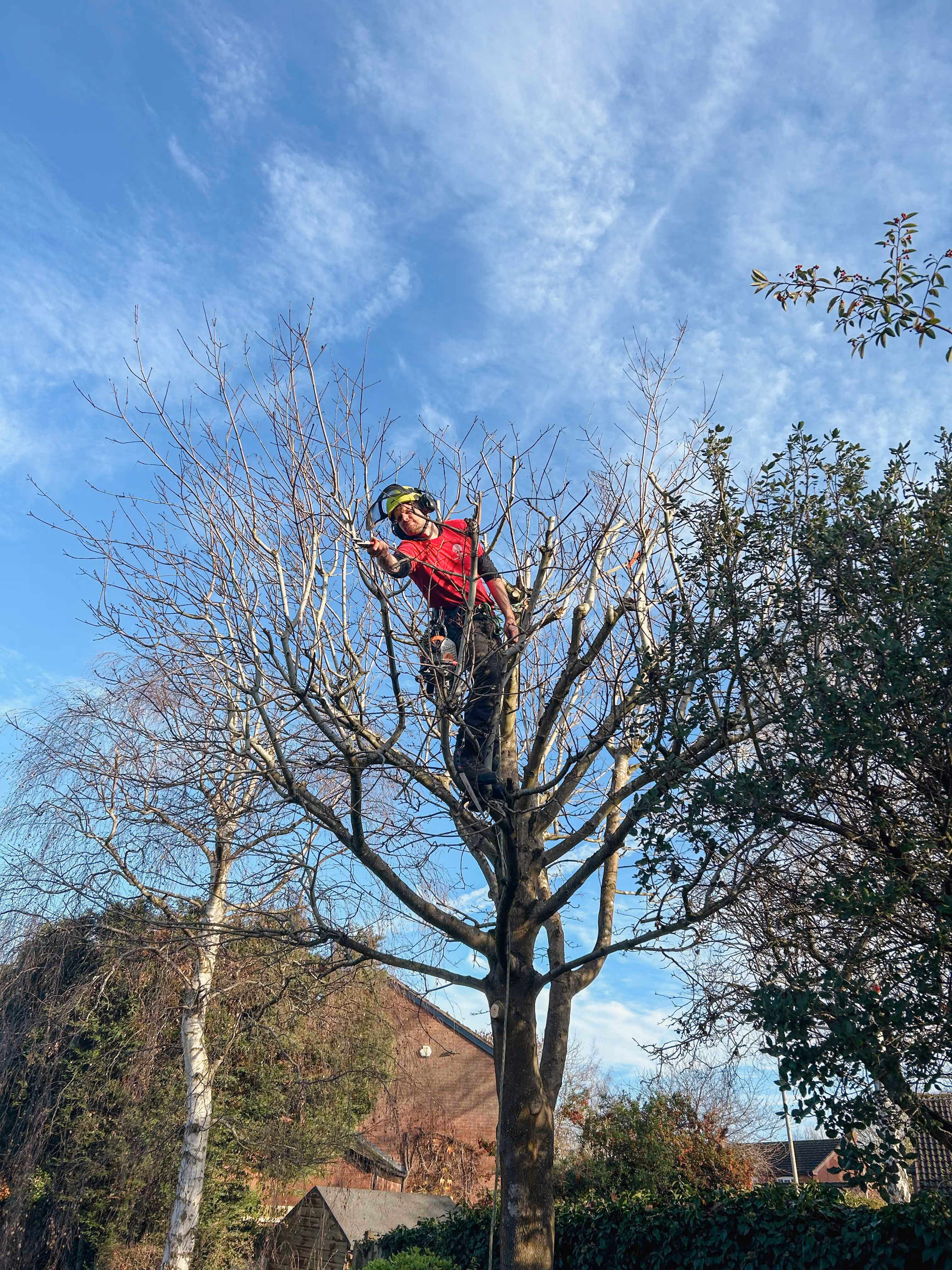 Tree Care Services By Rogers And Cork Tree Care