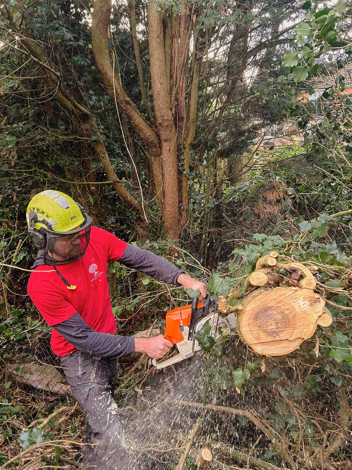 Tree Removal Services by Rogers and Cork Tree Care