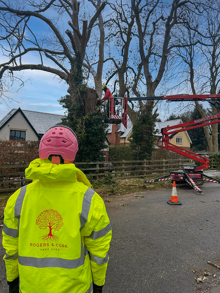 Tree Management Services by Rogers and Cork Tree Care
