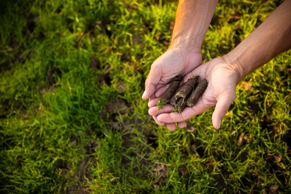 Grub Control: Protecting Your Lawn from Underground Damage