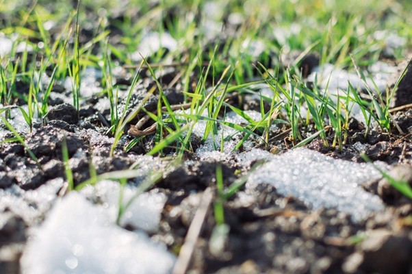 Spring Lawn Care in the Upper Midwest: Turn Winter-Worn Grass into a Healthy Lawn
