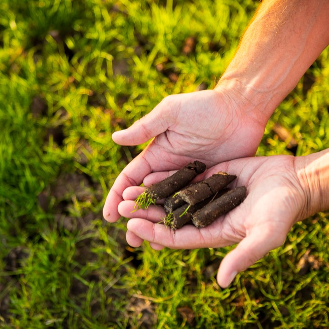 lawn care technician holding a handful of soil cores from lawn aeration