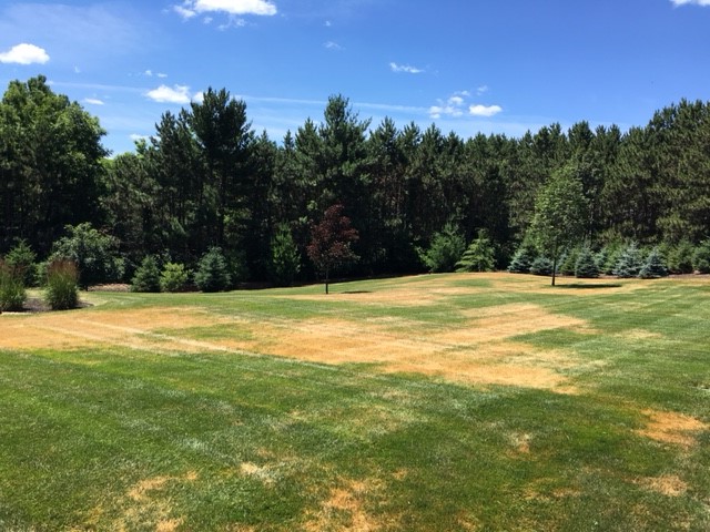 leaf blight on a lawn