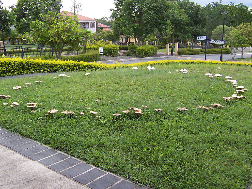 Necrotic Ring Spot vs. Fairy Ring: How to Identify & Treat 2 Lawn Diseases