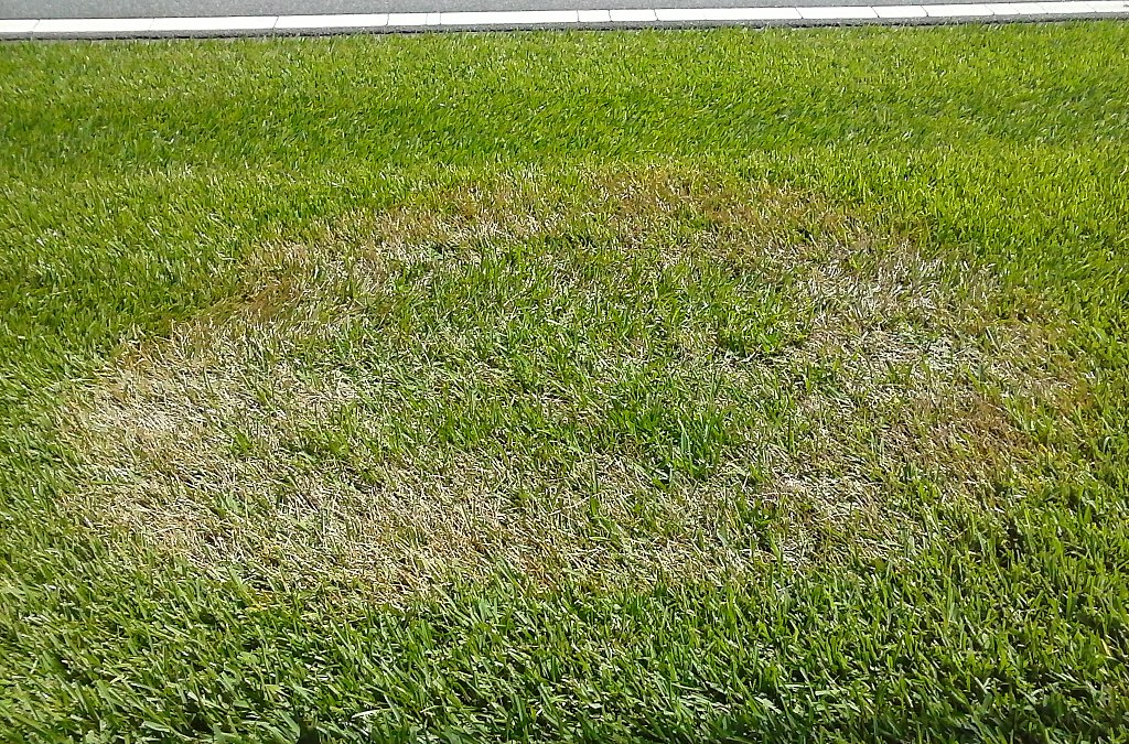Summer Patch Lawn Disease: How to Identify, Prevent & Treat It