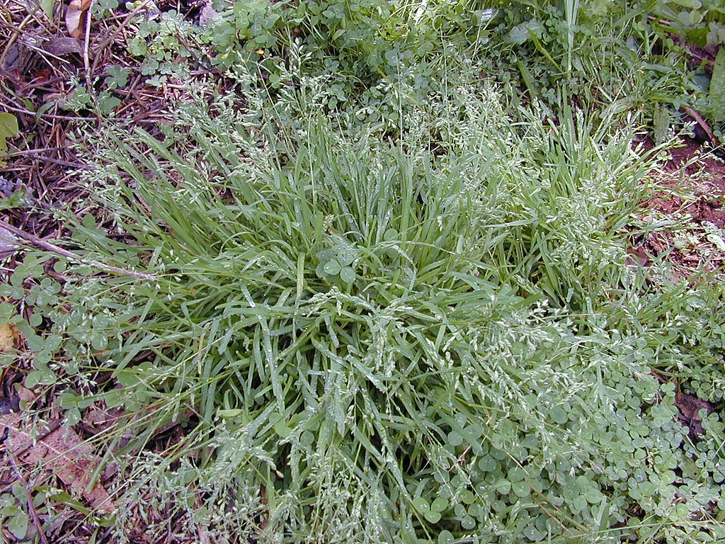 How to Deal with Winter Lawn Weeds in Wisconsin & Minnesota