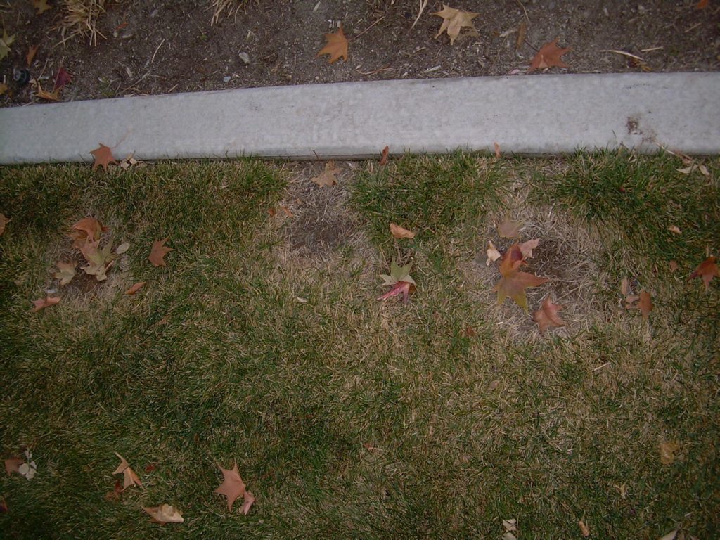 8 Lawn Problems and Solutions: How to Identify and Fix Your Lawn Issues