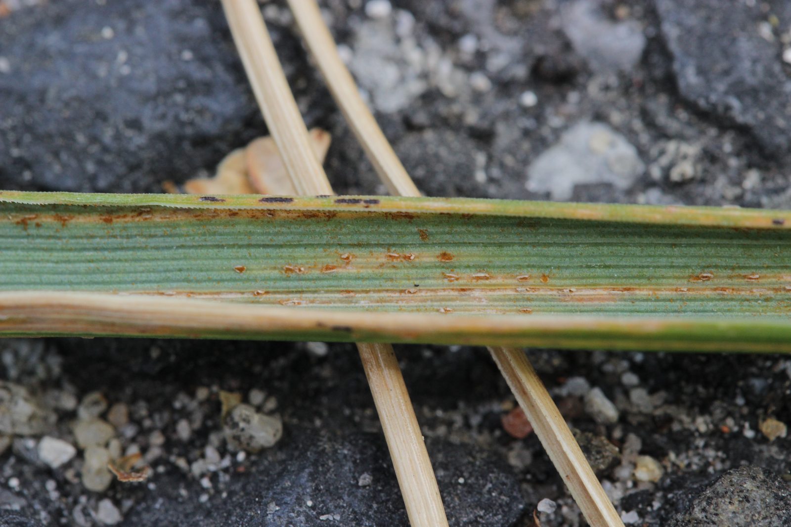 Lawn Rust: How to Identify, Treat & Prevent This Common Lawn Fungus