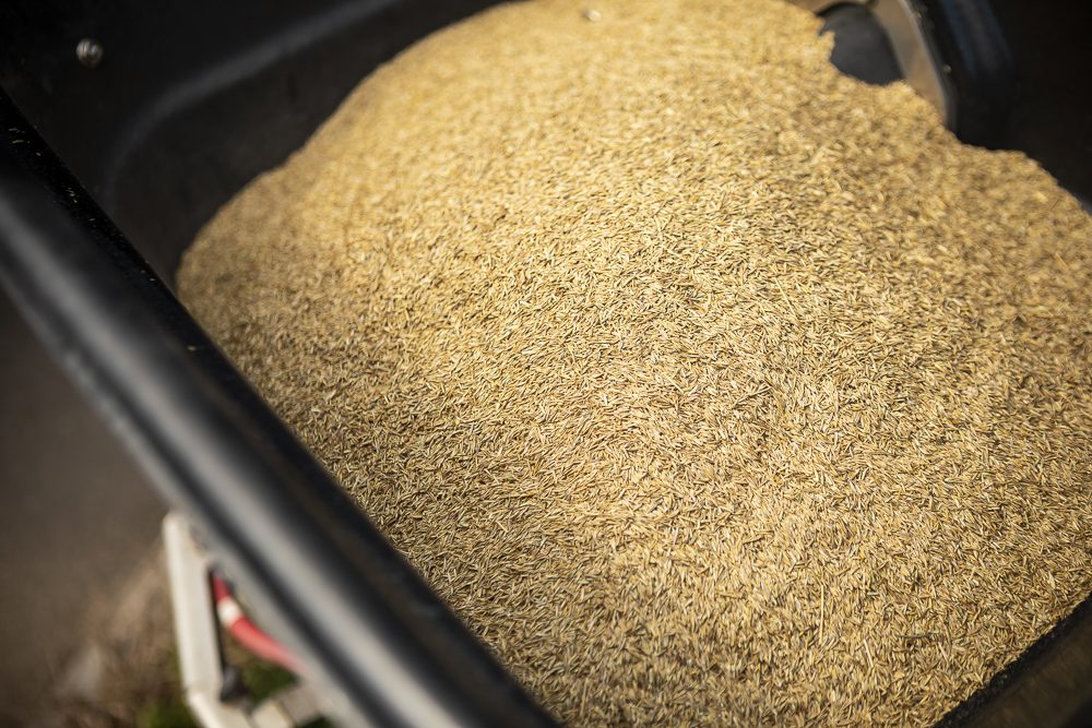 grass seed