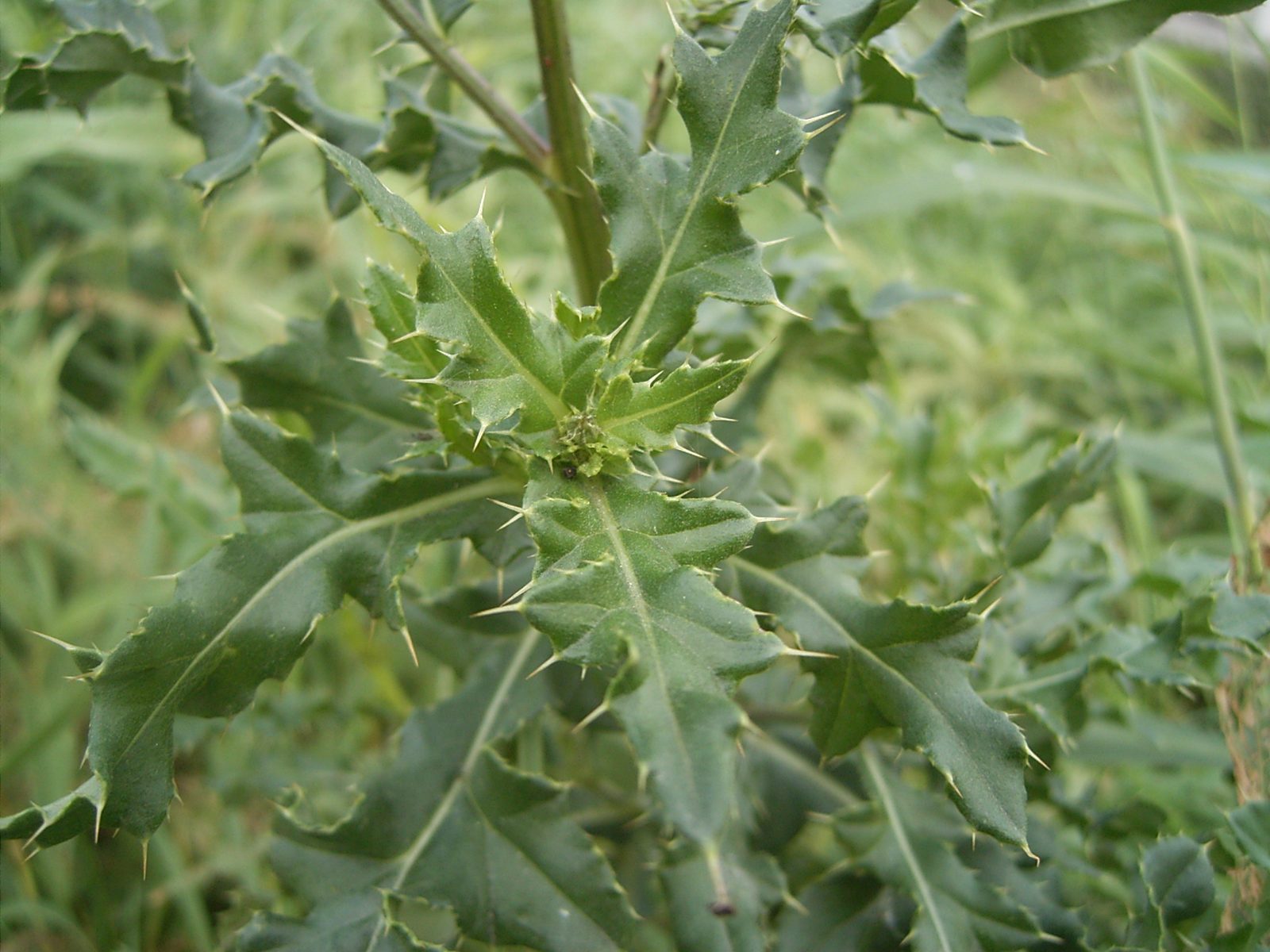 Canadian Thistle (Cirsium arvense) CC