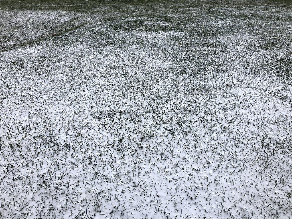 What Happens to Grass in Winter? Is Your Lawn Dead or Dormant?