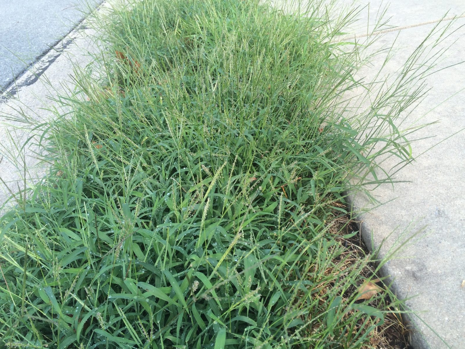 Crabgrass vs. Quackgrass: How to Identify & Kill These Nasty Weeds