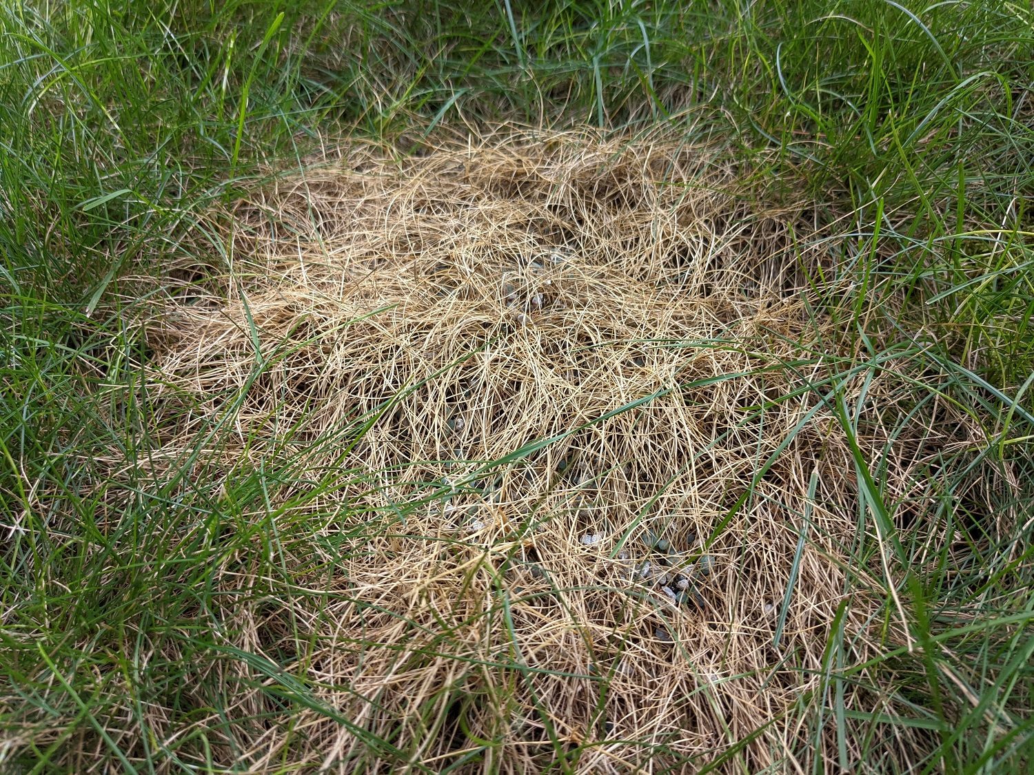 Over Fertilized-Burnt Lawn 5