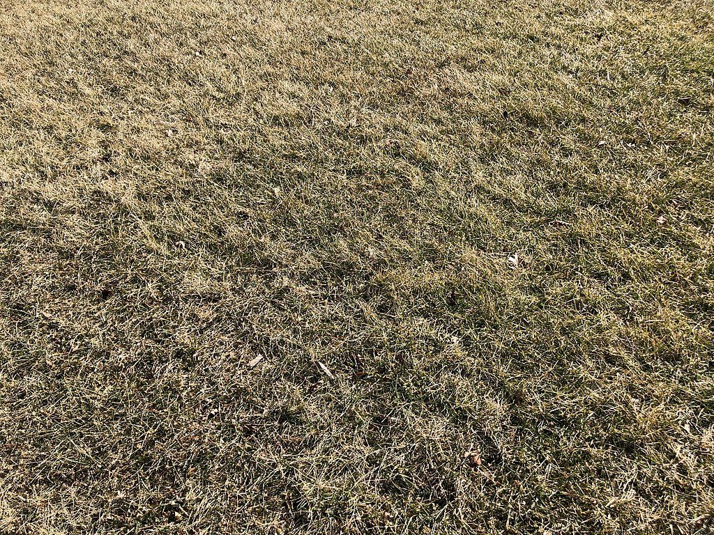 How to Revive Your Grass After Winter: 6 Spring Lawn Care Tips