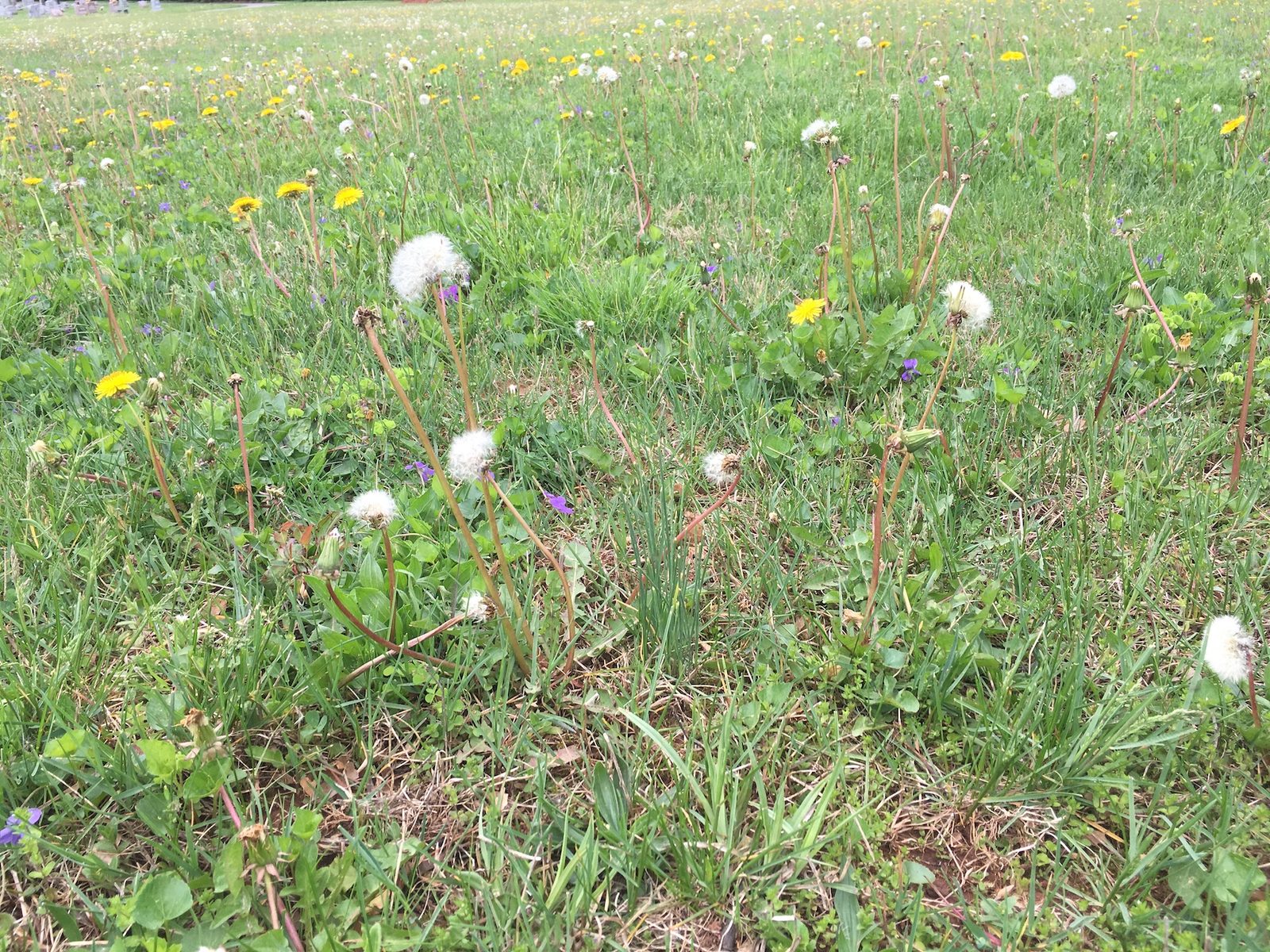 Can You Get Rid of Weeds Naturally? What Works & What Doesn’t