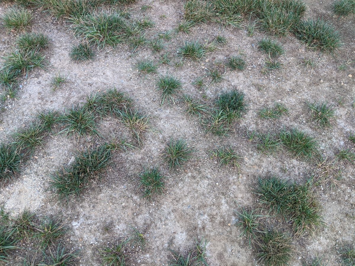 bare spots in lawn 1 (1)-1