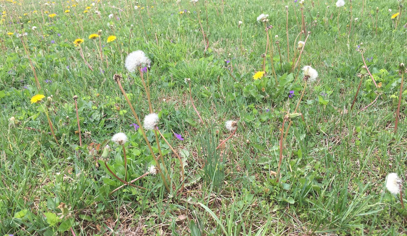 How to Control Weeds While Growing New Grass