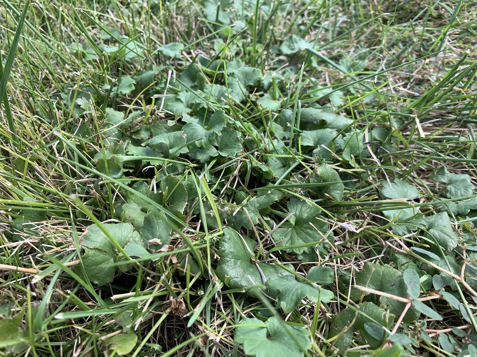 The 6 Worst Lawn Weeds in Eau Claire, WI (and How to Get Rid of Them)