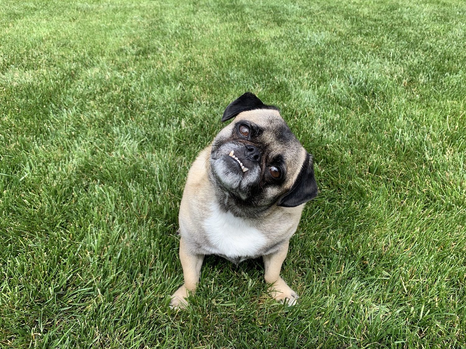 Is Yard Mosquito Treatment Safe For My Pets? What to Know