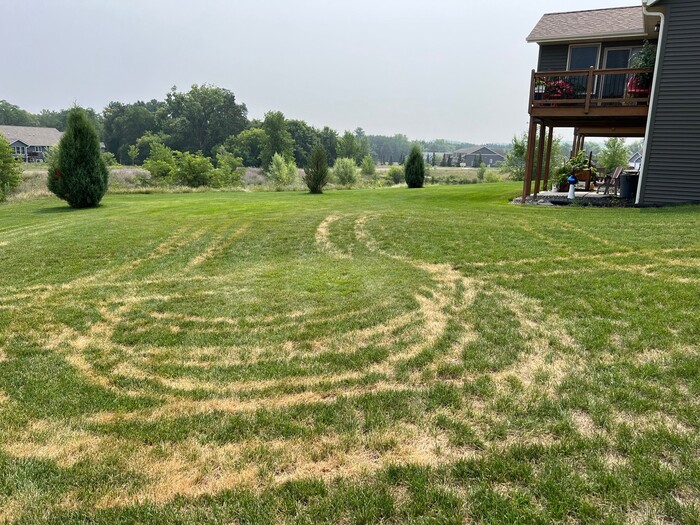 How to Identify and Treat Leaf Blight in your Minnesota Lawn